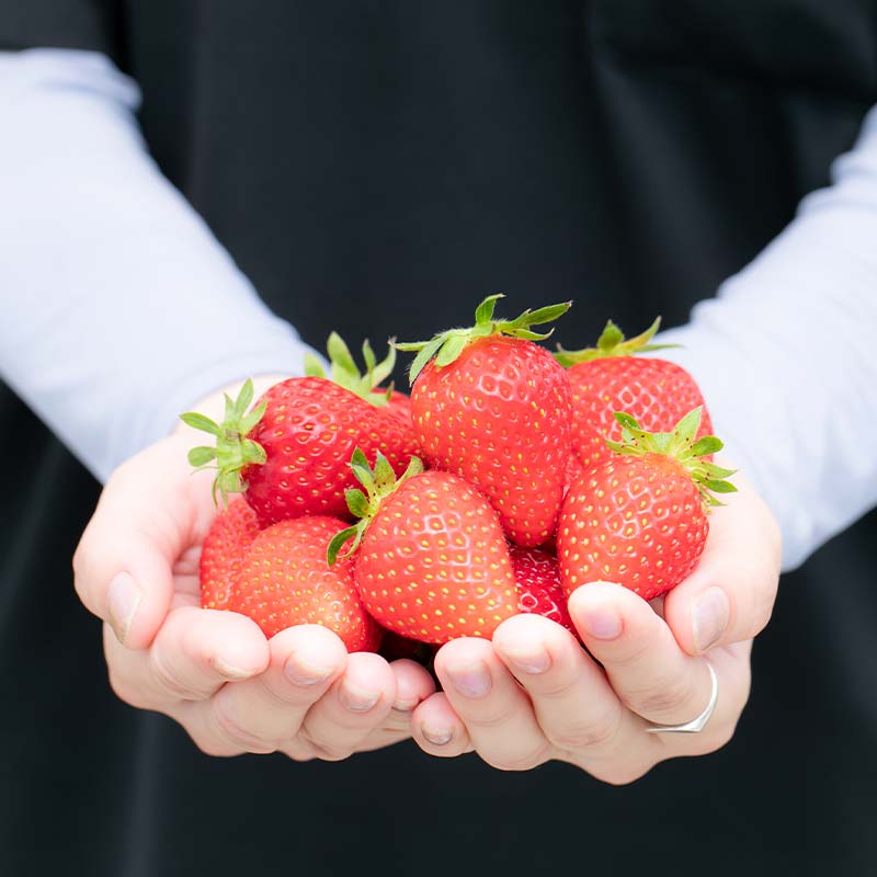 いちご狩り体験 食べ放題 1名様分 いちご狩り フルーツ狩り くだもの狩り もぎたて いちご イチゴ 苺 フルーツ 果物 くだもの 体験 復興 震災 コロナ 能登半島地震復興支援 北陸新幹線 F6P-1807