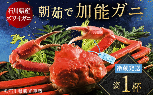 【先行予約】【冷蔵発送】朝茹で 加能ガニ 姿1杯 2025年11月上旬以降発送 カニ 朝ゆで 加能蟹 かのうがに 姿 ボイル 蟹 ズワイガニのオス 冷蔵発送 贈り物 ギフト ご当地 グルメ 海の幸 海産物 食品 F6P-2483