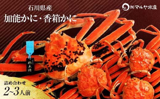 石川県産 加能かに/ズワイガニ ( 産地証明タグ付 ) 大サイズ 1匹 + 香箱かに 3匹 詰合せ ( 2～3人前 ) 12月16日～12月26日発送 食べ比べセット ズワイガニ ずわいがに 先行予約 予約 ブランド蟹 ボイル 茹で 蟹 かに F6P-2763
