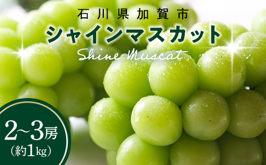【2026年先行予約】シャインマスカット約1kg 石川県加賀市産（ご家庭用） シャインマスカット マスカット ぶどう ブドウ 葡萄 デザート フルーツ 果物 くだもの 果実 食品 F6P-2629