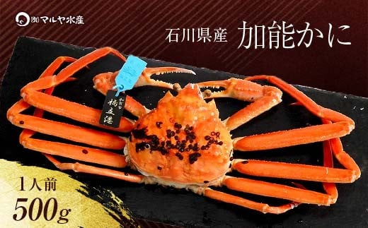 【12月16日～12月26日発送】【先行予約】【冷蔵発送】石川県産 加能かに ズワイガニ ( 産地証明タグ付 ) 茹で上げ前重量 約500g 1匹 中サイズ F6P-2745