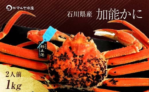 【12月16日～12月26日発送】【先行予約】【冷蔵発送】石川県産 加能かに ズワイガニ ( 産地証明タグ付 ) 茹で上げ前重量 約1.0kg 1匹 特大サイズ F6P-2760