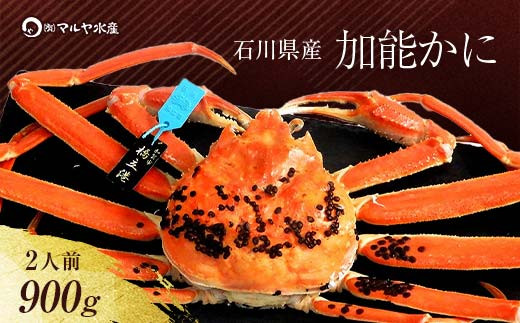 【12月16日～12月26日発送】【先行予約】【冷蔵発送】石川県産 加能かに ズワイガニ ( 産地証明タグ付 ) 茹で上げ前重量 約900g 1匹 特大サイズ F6P-2757