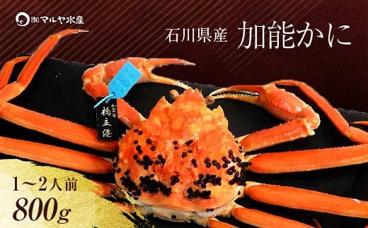 【12月16日～12月26日発送】【先行予約】【冷蔵発送】石川県産 加能かに ズワイガニ ( 産地証明タグ付 ) 茹で上げ前重量 約800g 1匹 特大サイズ F6P-2754