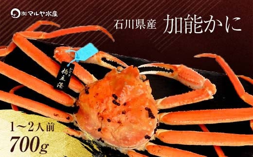 【12月16日～12月26日発送】【先行予約】【冷蔵発送】石川県産 加能かに ズワイガニ ( 産地証明タグ付 ) 茹で上げ前重量 約700g 1匹 大サイズ F6P-2751