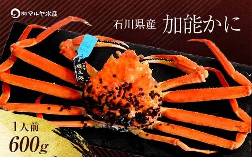 【1月20日～3月31日発送】【先行予約】【冷蔵発送】石川県産 加能かに ズワイガニ ( 産地証明タグ付 ) 茹で上げ前重量 約600g 1匹 中サイズ F6P-2749