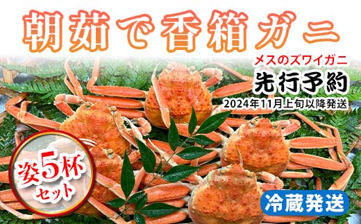 先行予約】【冷蔵発送】朝茹で香箱ガニ（メスのズワイガニ）姿5杯セット 2024年11月上旬以降発送｜石川県 加賀市 国産 カニ かに 蟹 せいこがに  せいこ蟹 セコガニ せこ蟹 香箱蟹 香箱がに 香箱かに ずわいがに F6P-1765: 加賀市ANAのふるさと納税