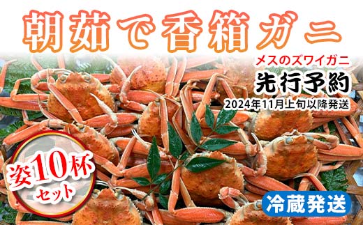 【先行予約】【冷蔵発送】朝茹で香箱ガニ メスのズワイガニ 姿10杯セット 2025年11月上旬以降発送 朝茹で カニ かに 蟹 姿 香箱蟹 香箱がに こうばこがに 茹で ボイル ギフト グルメ 海の幸 海産物 食品 F6P-2178