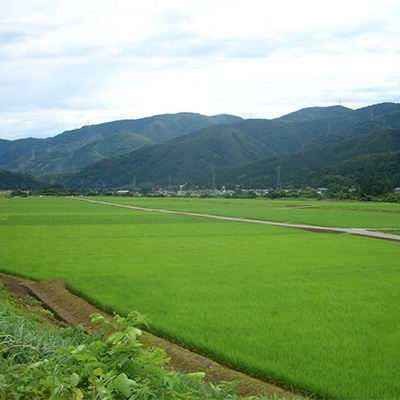 やまだ農場の鳥越こしひかり10kg(5kg×2パック)白米