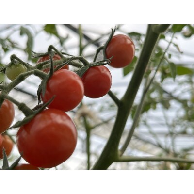 【朝どり直送】何個でも食べられちゃう・甘酸っぱいピンク色のミニトマト　1.2kg　8パック【配送不可地域：離島・北海道・沖縄県】