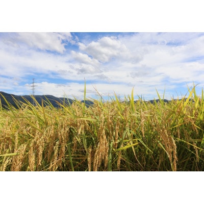 特別栽培米　ヒメの米(白山麓コシヒカリ)精米5kg