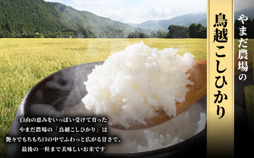やまだ農場の鳥越こしひかり5kg　白米