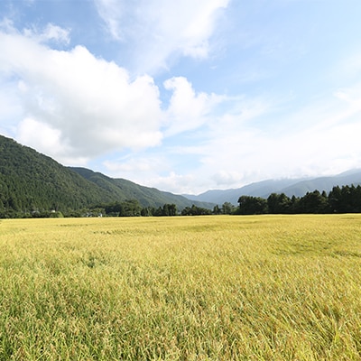 やまだ農場の鳥越こしひかり5kg　白米