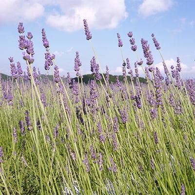 香りまとい人　水引細工【配送不可地域：離島・沖縄県】