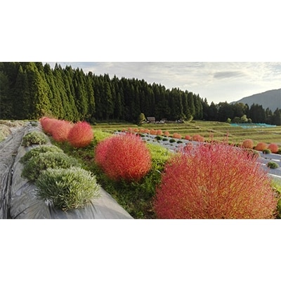 白山ゲビンデ　-棚田のラベンダー便り-【配送不可地域：沖縄県】