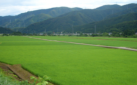 やまだ農場の鳥越こしひかり5kg　白米