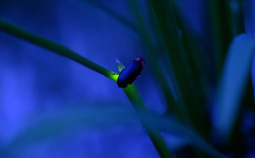 《高級日本料理店採用》蛍の里「渡津米」白米5kg・栽培期間中農薬化学肥料70%減