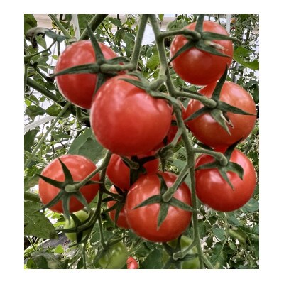 【朝どり直送】何個でも食べられちゃう・甘酸っぱいピンク色のミニトマト　1.2kg　8パック【配送不可地域：離島・北海道・沖縄県】