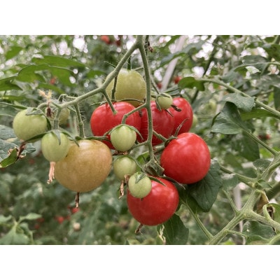 【朝どり直送】おやつ感覚で食べられちゃう・甘いミディトマト　1.2kg(150g×8パック)【配送不可地域：離島・北海道・沖縄県】