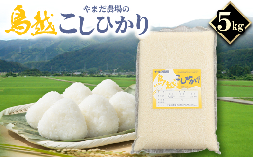 やまだ農場の鳥越こしひかり5kg　白米