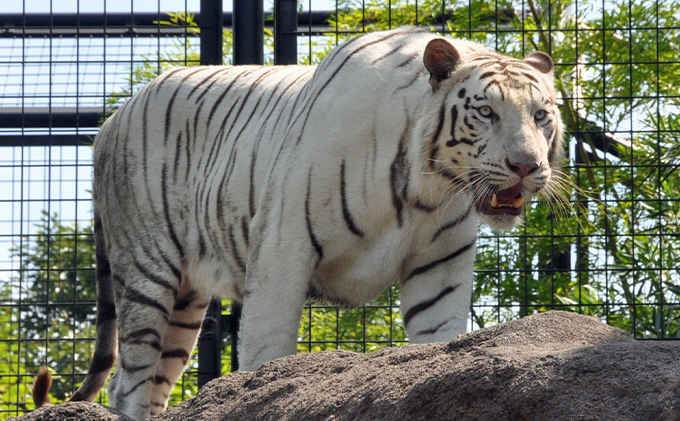 【能登半島地震復興支援】能美市地域限定旅行クーポン10万円分