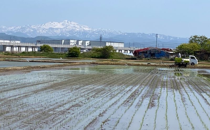 北本農場 こだわりのお米 令和7年産 石川県 にこまる米 白米10kg