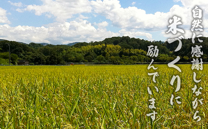 令和7年度産ミルキークイーン（10kg）3カ月定期 お米 ライス 精米 ブランド米 ご飯 炭水化物 毎食 朝ごはん ランチ 昼ごはん 夜ごはん 食卓 主食 おにぎり 直送 低農薬