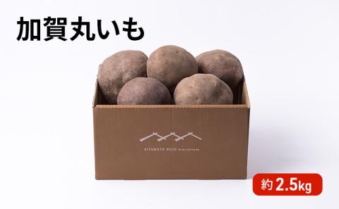 令和7年度産 加賀丸いも 2.5kg