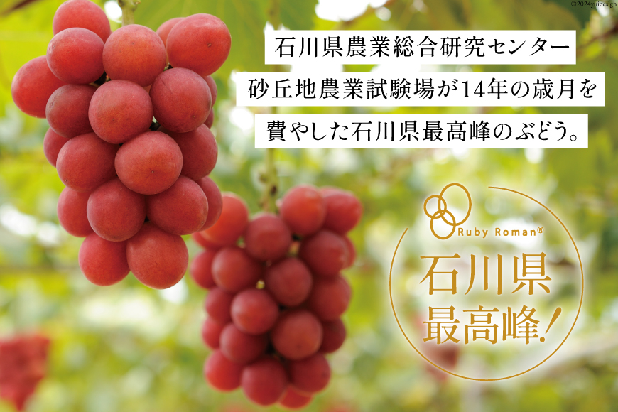 【期間限定発送】ぶどう ルビーロマン 1房 [JA石川かほく 石川県 津幡町 28ab0001] ブドウ 葡萄 フルーツ 果物 くだもの デザート 手土産 先行受付 冷蔵 果実