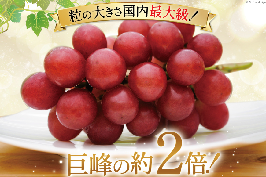 【期間限定発送】ぶどう ルビーロマン 1房 [JA石川かほく 石川県 津幡町 28ab0001] ブドウ 葡萄 フルーツ 果物 くだもの デザート 手土産 先行受付 冷蔵 果実