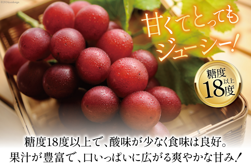 【期間限定発送】ぶどう ルビーロマン 1房 [JA石川かほく 石川県 津幡町 28ab0001] ブドウ 葡萄 フルーツ 果物 くだもの デザート 手土産 先行受付 冷蔵 果実