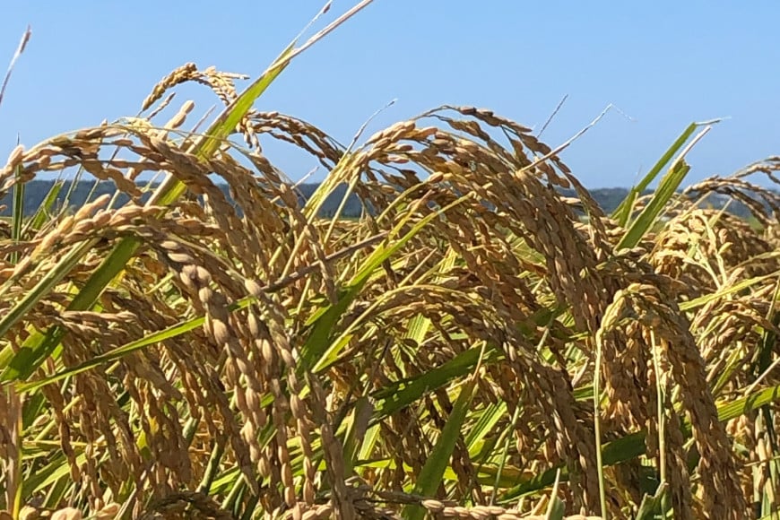 米 令和7年度産 特別栽培米 コシヒカリ 希夢良米 (きむらまい) 1升 (1.5kg)×真空6パック 計6升 (9kg) [木村農園 石川県 津幡町 tb17atf100005] コメ ごはん 真空パック 備蓄 長期保存 お米 白米 こしひかり パック