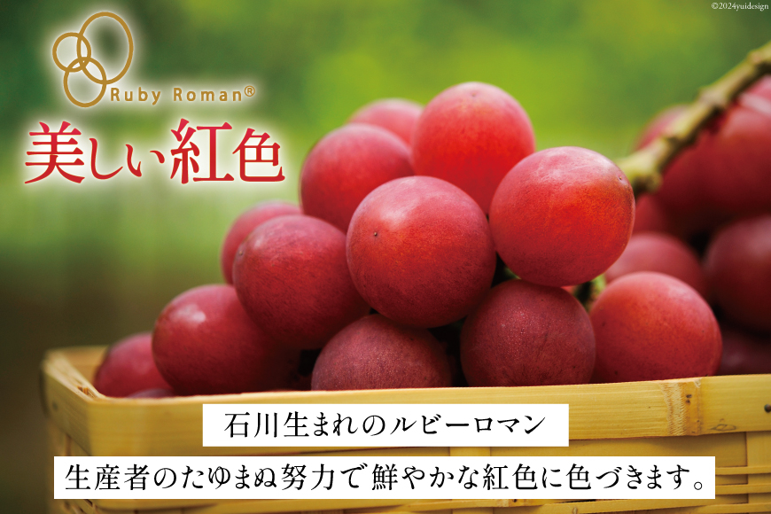 【期間限定発送】ぶどう ルビーロマン 1房 [JA石川かほく 石川県 津幡町 28ab0001] ブドウ 葡萄 フルーツ 果物 くだもの デザート 手土産 先行受付 冷蔵 果実