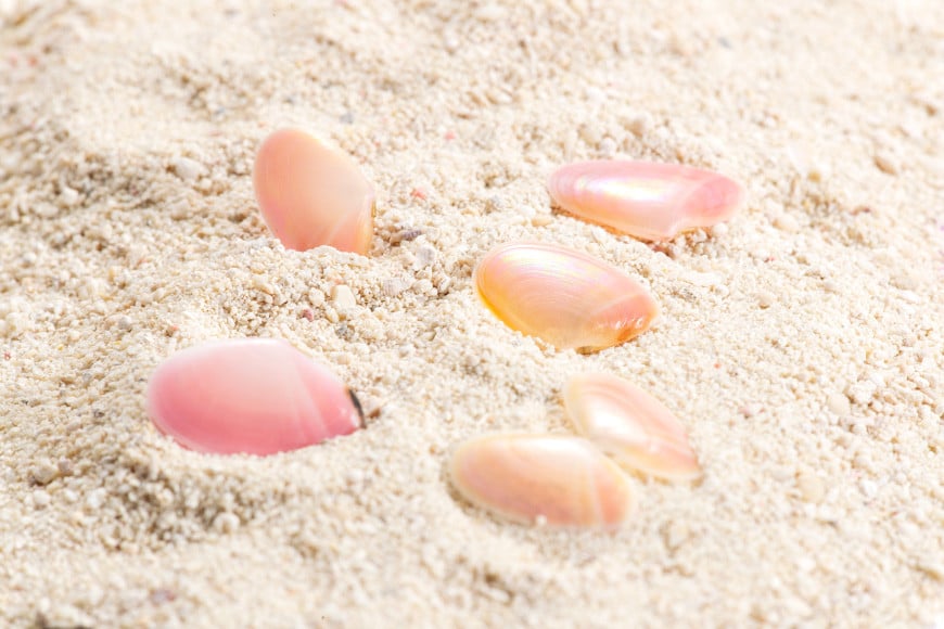 さくら貝華やぎクリスタルドーム [桜貝小貝くらふと 石川県 志賀町 AH4119] クリスタルドーム 雑貨 置き物 さくら貝 桜貝 かわいい ハンドメイド