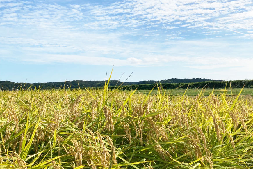 米 定期便 令和7年度産 3回 コシヒカリ 精米 5kg 計15kg [YUファーム 石川県 志賀町 CL5002] ご飯 お米 コメ 白米 こしひかり 能登 おこめ こめ 定期