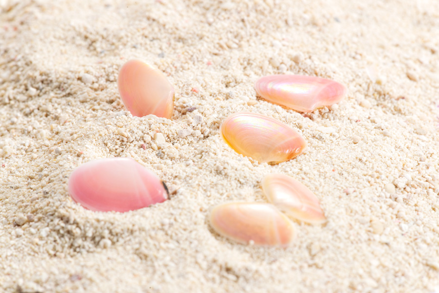 さくら貝華やぎクリスタルドーム [桜貝小貝くらふと 石川県 志賀町 AH4119] クリスタルドーム 雑貨 置き物 さくら貝 桜貝 かわいい ハンドメイド