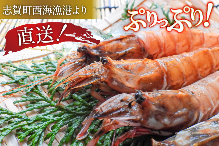 超甘！赤ガスエビ 冷蔵 400g [小川水産 石川県 志賀町 CM6002] ガスエビ ガス海老 がすえび トゲザコエビ
