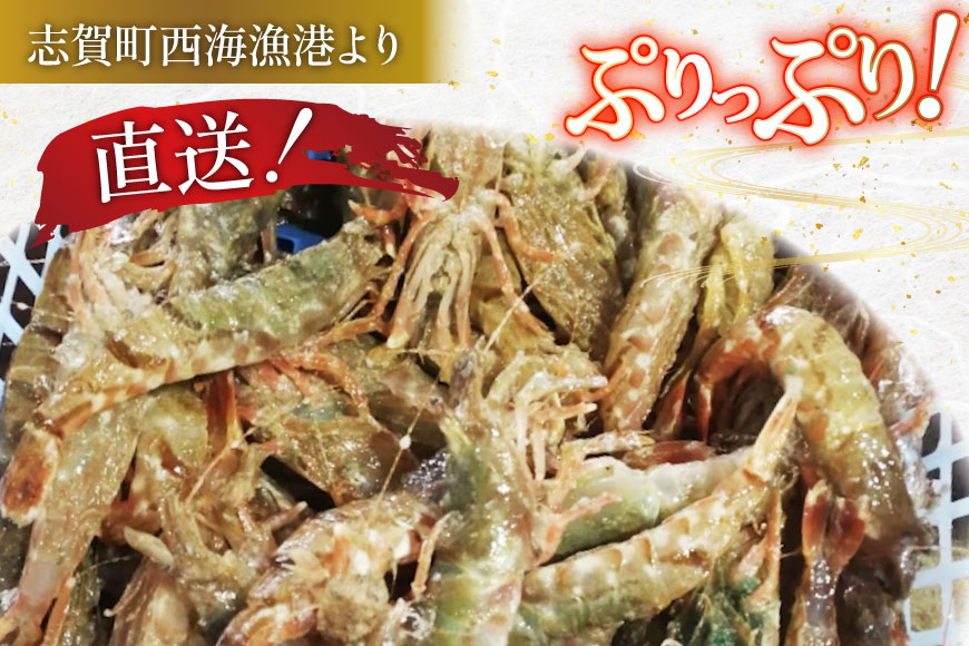 極上激甘！白ガスエビ 冷蔵 400g [小川水産 石川県 志賀町 CM6004] ガスエビ ガス海老 がすえび クロザコエビ