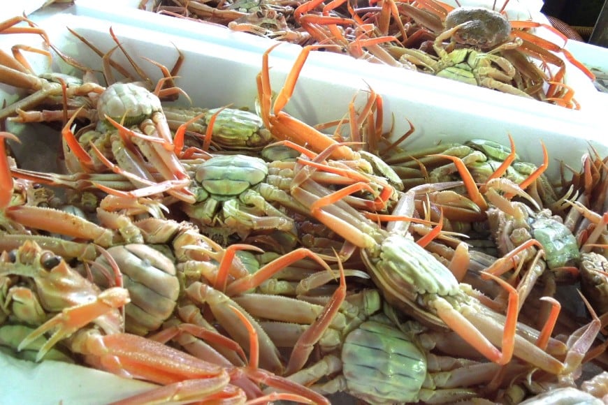 【期間限定発送】【能登半島 漁協直送！】ボイル済 香箱ガニ 10尾[JF西海 石川県 志賀町 AM4228] 蟹 カニ かに ズワイガニ セコガニ メス 内子