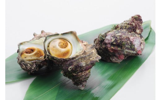 【能登半島 漁協直送！】活 サザエ 計 5kg 前後[JF西海 石川県 志賀町 AM4235] さざえ サザエ 魚介 海鮮 浜焼き つぼ焼き バーベキュー