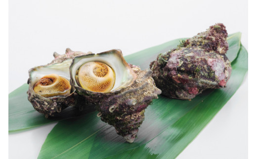 【能登半島 漁協直送！】活 サザエ 計3kg前後 [JF西海 石川県 志賀町 AM4236] さざえ サザエ 期間限定 魚介 海鮮 浜焼き つぼ焼き バーベキュー