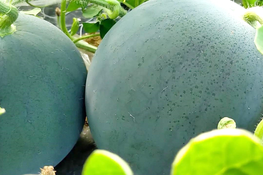 【期間限定】黒皮 スイカ ( 赤色 ) 5kg ～ 7kg x 2玉 種が少なめ [米吉農園 石川県 志賀町 BA4114] すいか 西瓜 果物 フルーツ 野菜