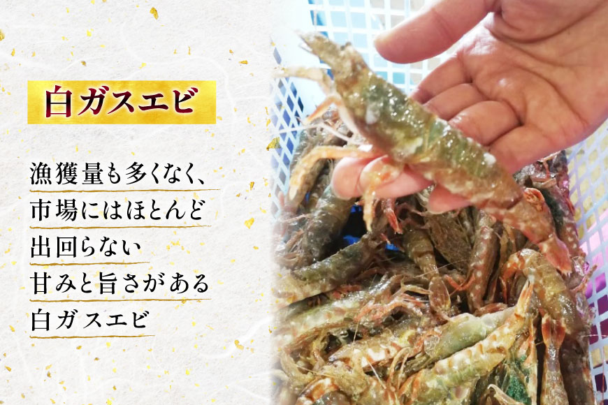 極上激甘！白ガスエビ 冷蔵 800g [小川水産 石川県 志賀町 CM6003] ガスエビ ガス海老 がすえび クロザコエビ