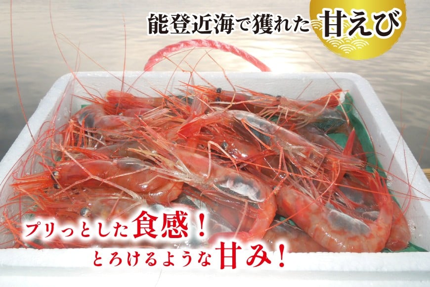【能登半島 漁協直送！】活〆 甘エビ 100尾 [JF西海 石川県 志賀町 AM4233] エビ 味噌 アヒージョ 殻ごと