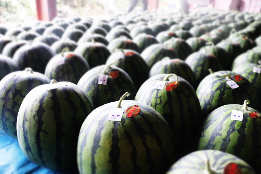 【期間限定】黒皮 スイカ（赤色）8kg以上 x 1玉 種が少なめ [米吉農園 石川県 志賀町 BA4113] すいか 西瓜 果物 フルーツ 野菜