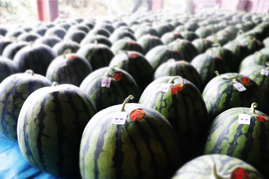 【期間限定】黒皮 スイカ ( 赤色 ) 5kg ～ 7kg x 2玉 種が少なめ [米吉農園 石川県 志賀町 BA4114] すいか 西瓜 果物 フルーツ 野菜