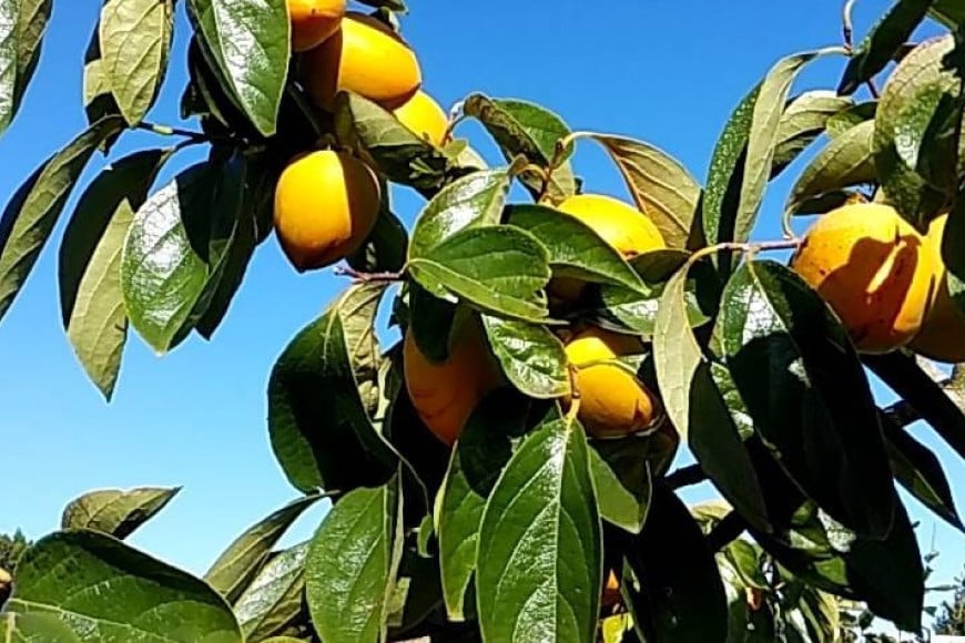 【先行受付】【令和7年産】 ころ柿 1kg [米吉農園 石川県 志賀町 BA4121] 果物 くだもの フルーツ 柿 かき 枯露柿 1キロ 期間限定 数量限定