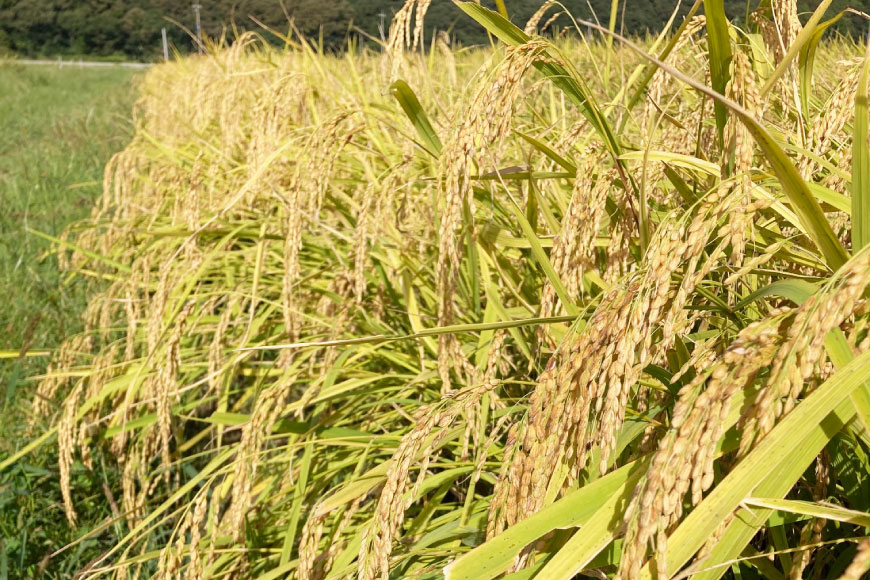 米 定期便 令和7年度産 3回 コシヒカリ 精米 5kg 計15kg [YUファーム 石川県 志賀町 CL5002] ご飯 お米 コメ 白米 こしひかり 能登 おこめ こめ 定期