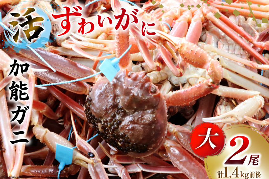 【能登半島 漁協直送！】活 加能ガニ 2尾 (大サイズ) 計 1.4kg 前後[JF西海 石川県 志賀町 AM4226] 蟹 カニ かに 本ズワイ