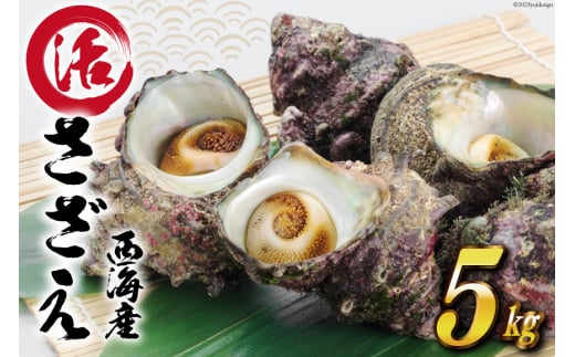 【能登半島 漁協直送！】活 サザエ 計 5kg 前後[JF西海 石川県 志賀町 AM4235] さざえ サザエ 魚介 海鮮 浜焼き つぼ焼き バーベキュー